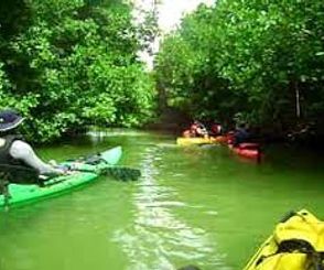 Rent a Kayak, visit Mangroves