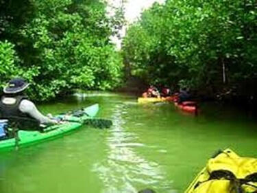 Rent a kayak, discover the Mangroves