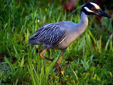 National Park Punta Izopo